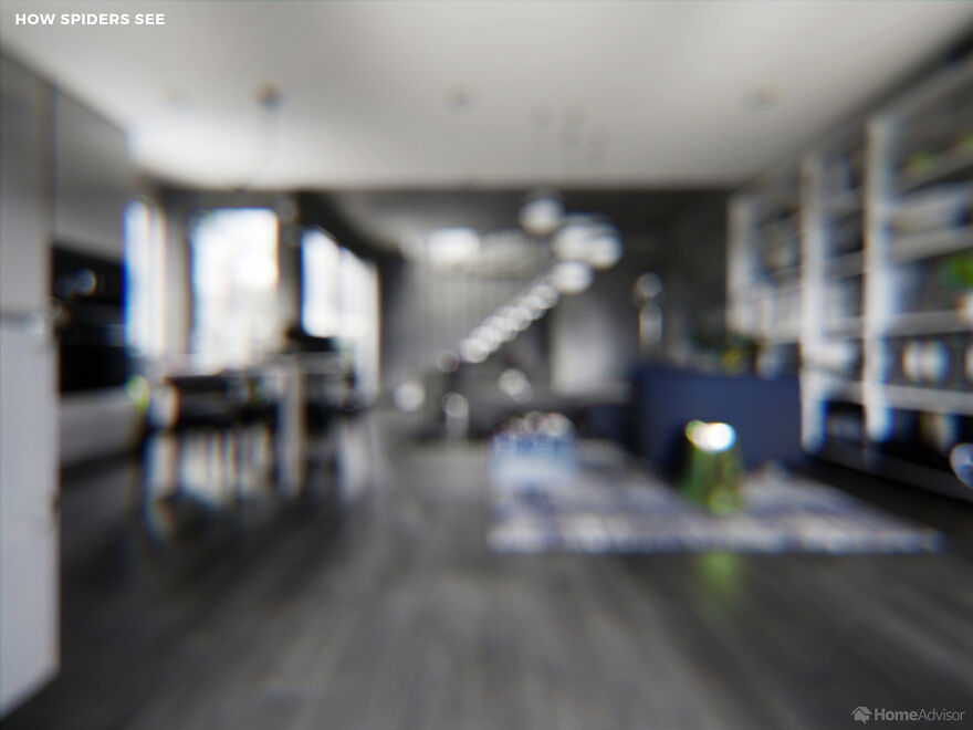 Here’s How These 7 Pets See The World Around Them Here’s How These 7 Pets See The World Around Them