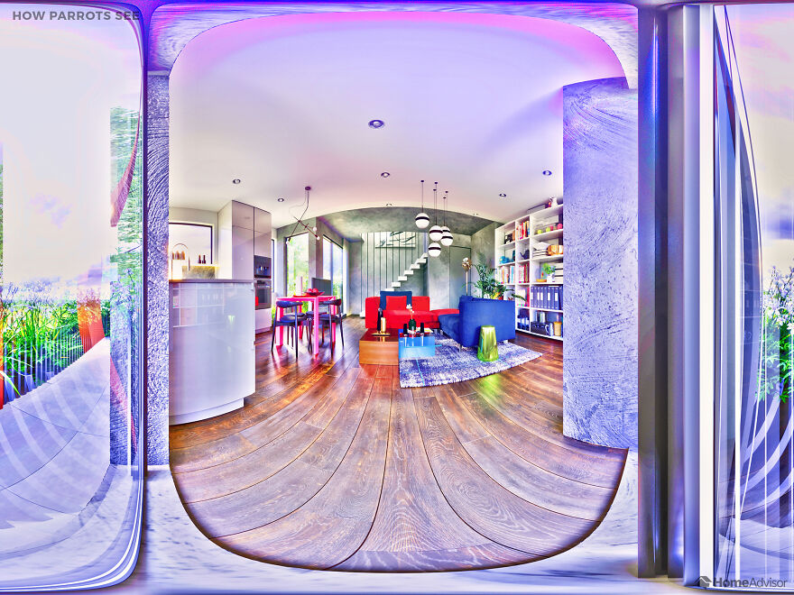 Here’s How These 7 Pets See The World Around Them Here’s How These 7 Pets See The World Around Them