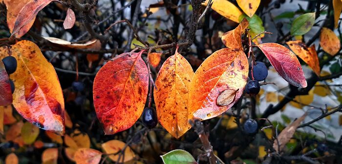 Pandas, What Picture (Taken On Your Phone) Are You Most Proud Of? (Closed) Pandas, What Picture (Taken On Your Phone) Are You Most Proud Of? (Closed)