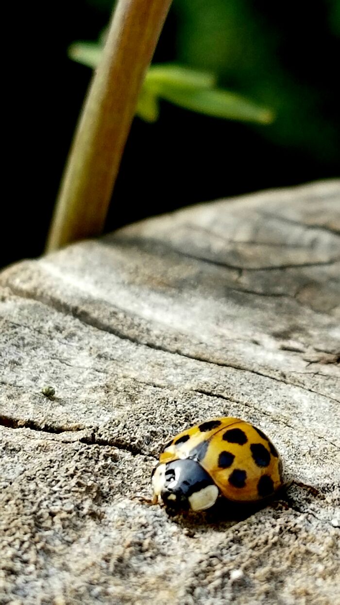 Pandas, What Picture (Taken On Your Phone) Are You Most Proud Of? (Closed) Pandas, What Picture (Taken On Your Phone) Are You Most Proud Of? (Closed)