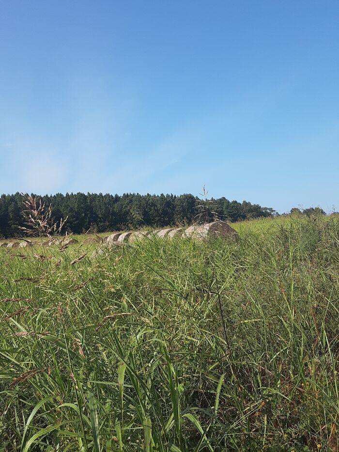 Pandas, What Picture (Taken On Your Phone) Are You Most Proud Of? (Closed) Pandas, What Picture (Taken On Your Phone) Are You Most Proud Of? (Closed)