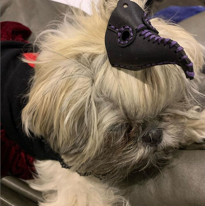 I Have Been Making Handpainted Bows For My Dog For Almost 2 Years. Here Are Some Of My Favorites