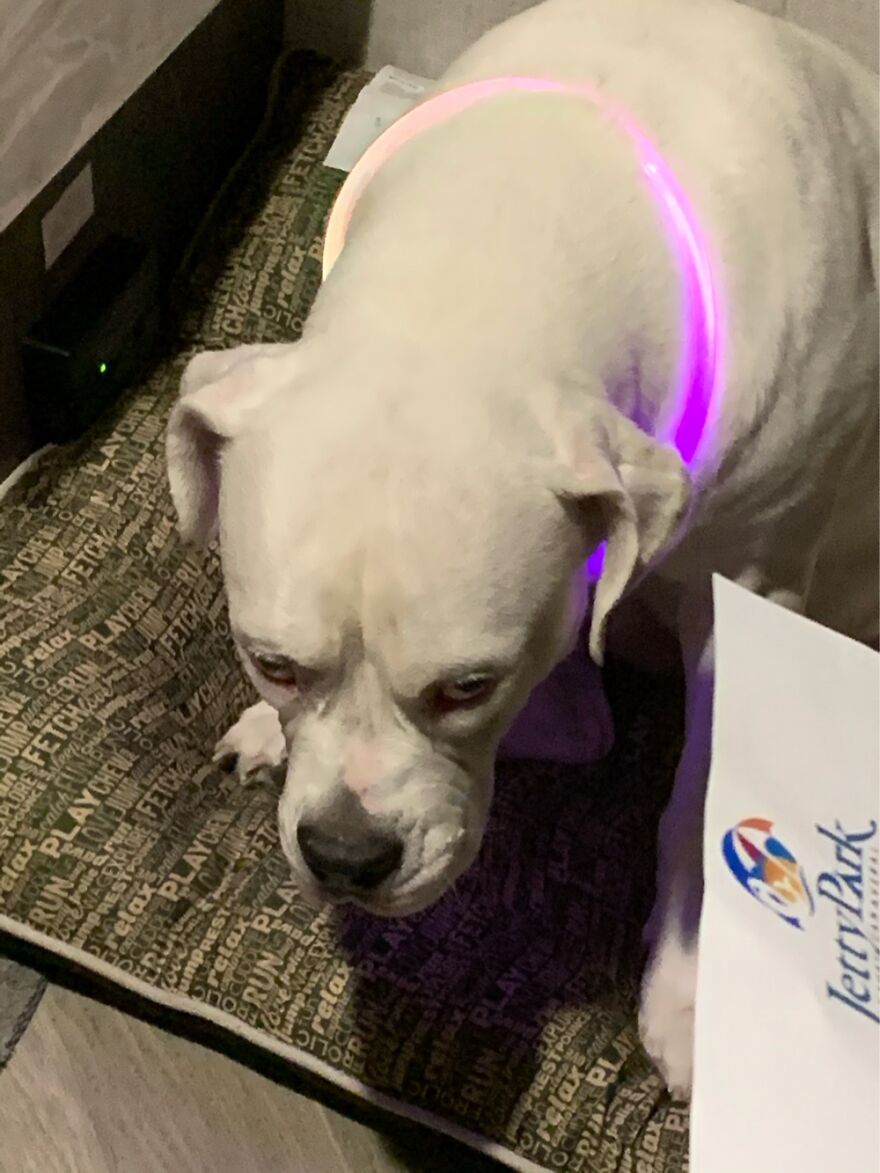 Hey Pandas, Post The Weirdest Picture Of Your Animal (Closed) Hey Pandas, Post The Weirdest Picture Of Your Animal (Closed)