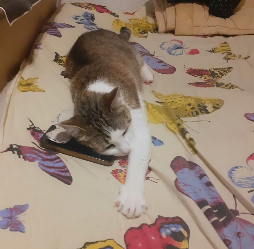 Hey Pandas, Post The Weirdest Picture Of Your Animal (Closed) Hey Pandas, Post The Weirdest Picture Of Your Animal (Closed)