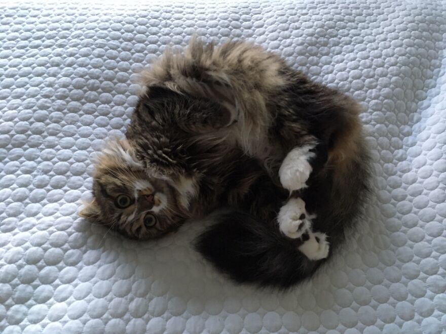 Hey Pandas, Post The Weirdest Picture Of Your Animal (Closed) Hey Pandas, Post The Weirdest Picture Of Your Animal (Closed)