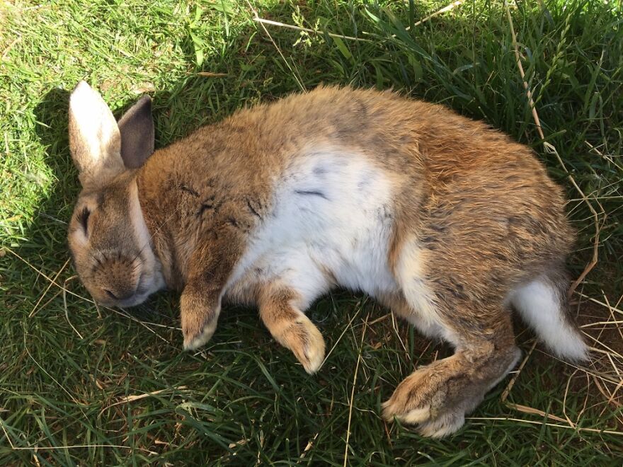 Hey Pandas, Post The Weirdest Picture Of Your Animal (Closed) Hey Pandas, Post The Weirdest Picture Of Your Animal (Closed)