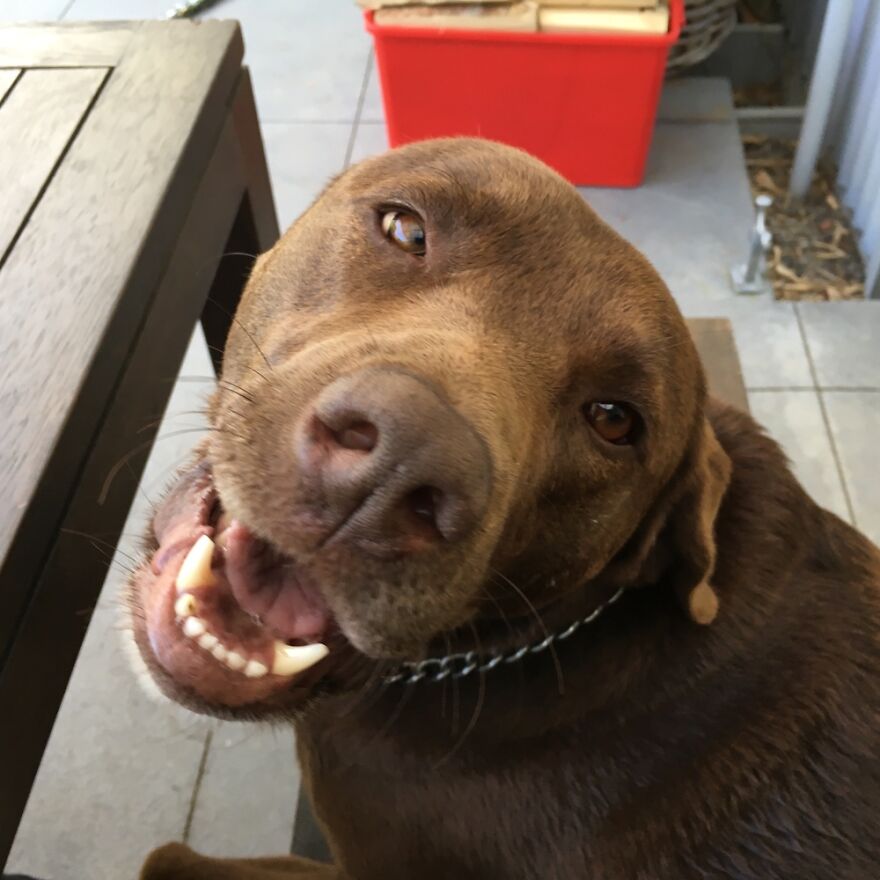 Hey Pandas, Post The Weirdest Picture Of Your Animal (Closed) Hey Pandas, Post The Weirdest Picture Of Your Animal (Closed)