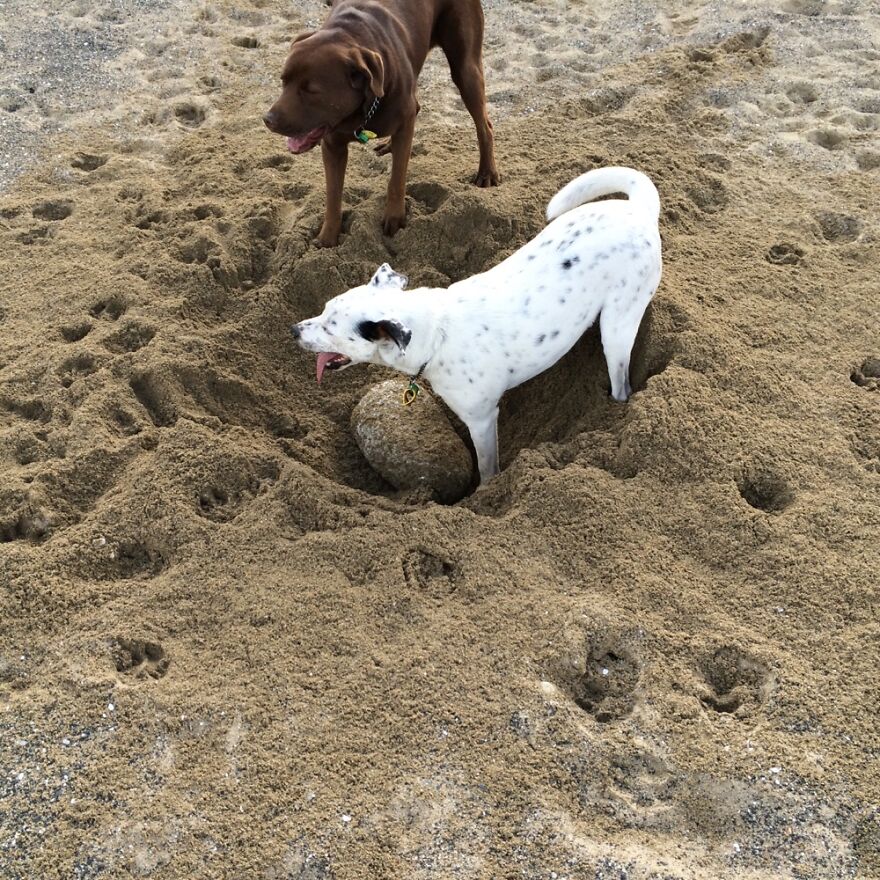 Hey Pandas, Post The Weirdest Picture Of Your Animal (Closed) Hey Pandas, Post The Weirdest Picture Of Your Animal (Closed)