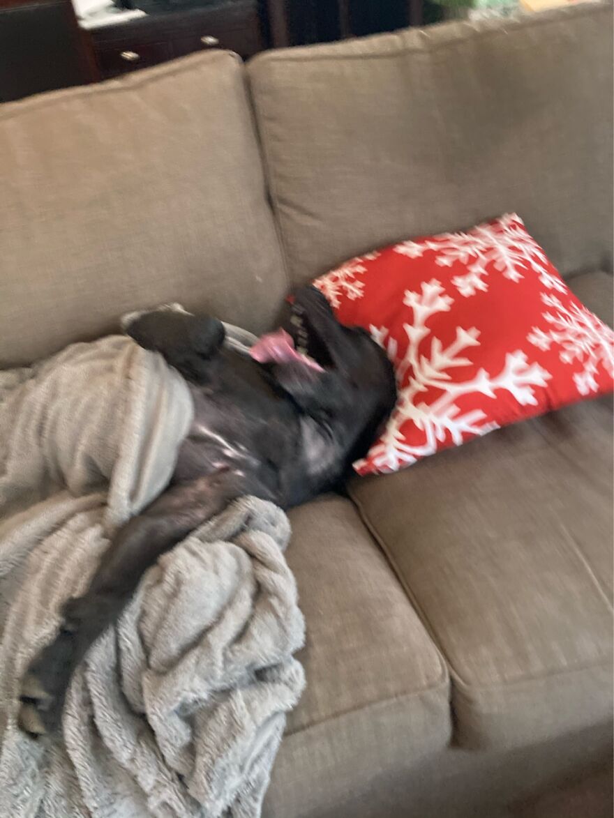 Hey Pandas, Post The Weirdest Picture Of Your Animal (Closed) Hey Pandas, Post The Weirdest Picture Of Your Animal (Closed)