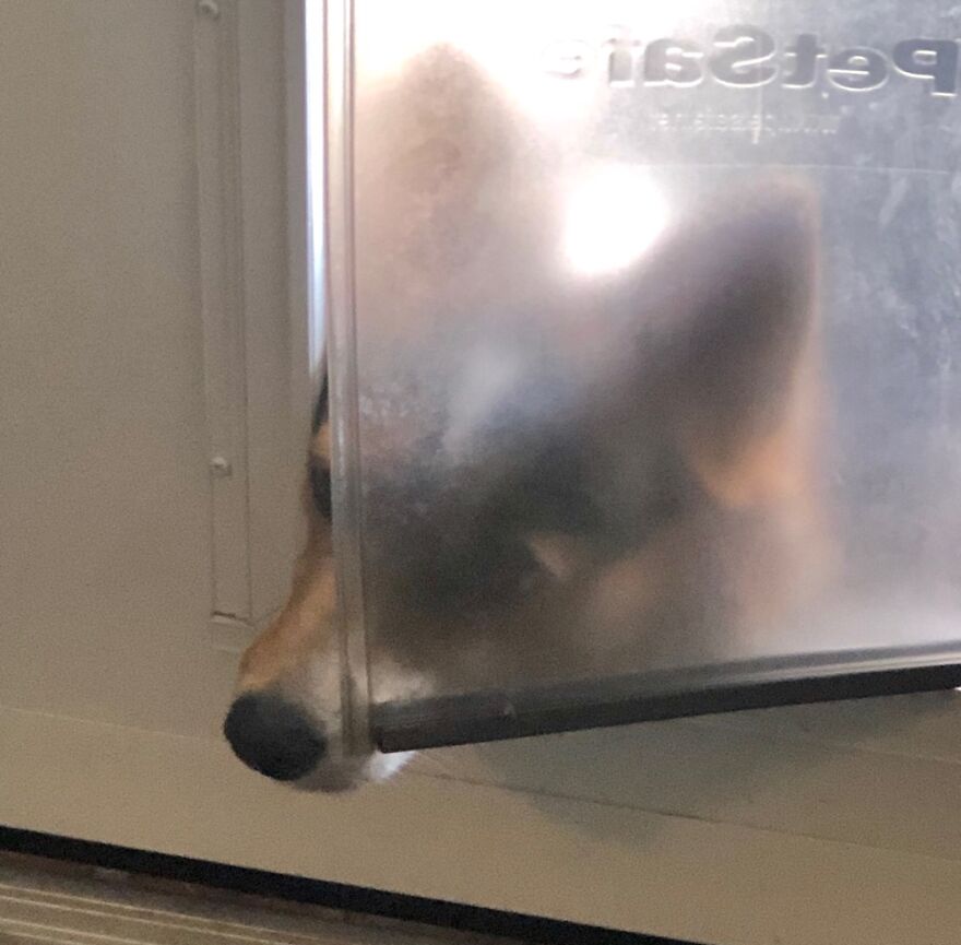 Hey Pandas, Post The Weirdest Picture Of Your Animal (Closed) Hey Pandas, Post The Weirdest Picture Of Your Animal (Closed)