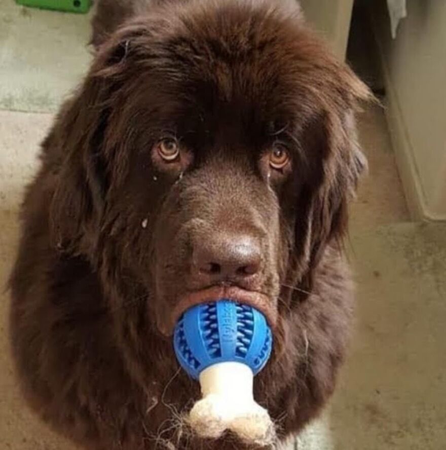 Hey Pandas, Post The Weirdest Picture Of Your Animal (Closed) Hey Pandas, Post The Weirdest Picture Of Your Animal (Closed)