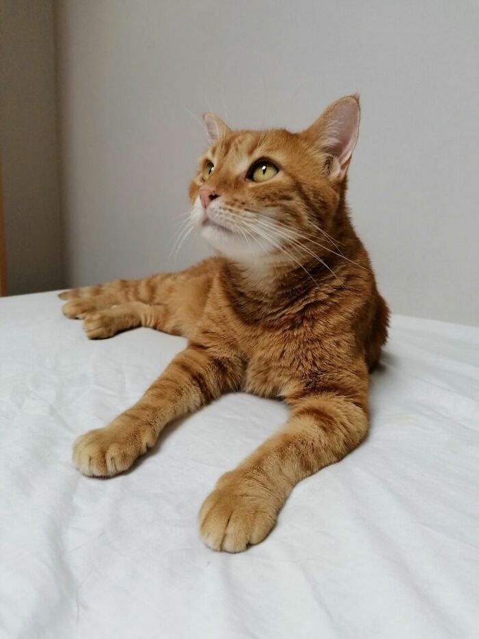 Hey Pandas, Post The Best Pic Of Your Pet (Closed)