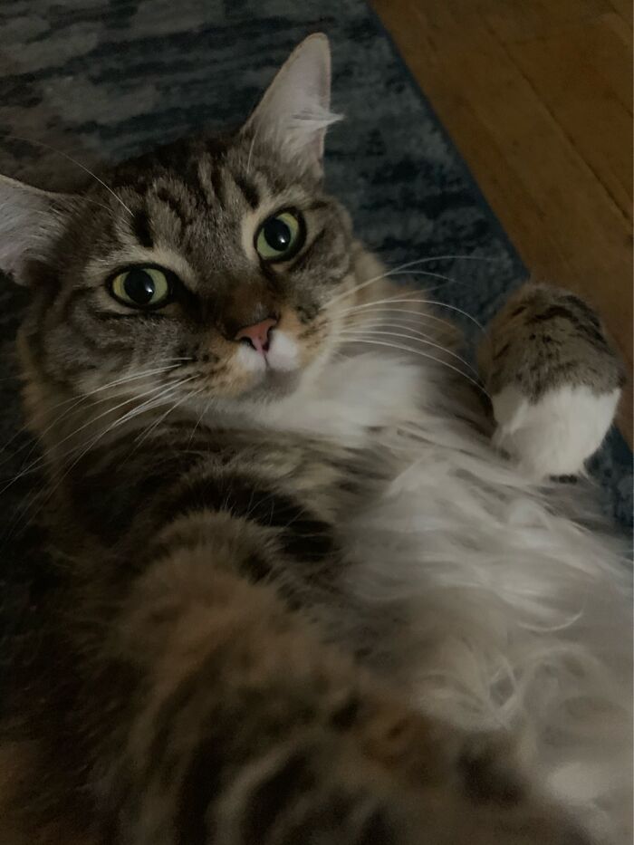 Hey Pandas, Post The Best Pic Of Your Pet (Closed)