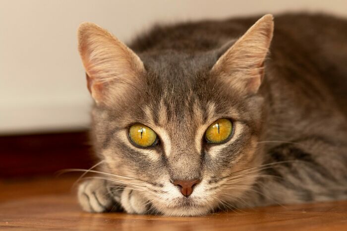 Hey Pandas, Post The Best Pic Of Your Pet (Closed)