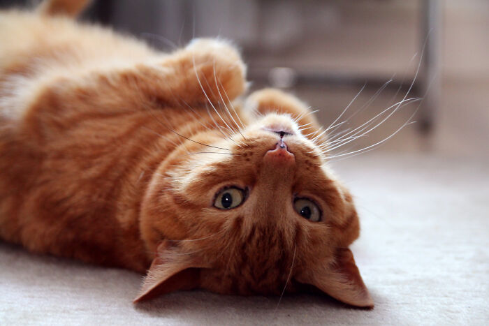 Hey Pandas, Post The Best Pic Of Your Pet (Closed)