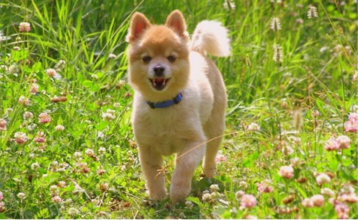 Hey Pandas, Post The Best Pic Of Your Pet (Closed)