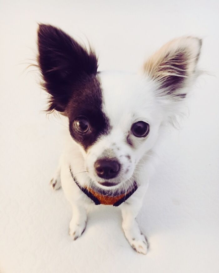 Hey Pandas, Post The Best Pic Of Your Pet (Closed)