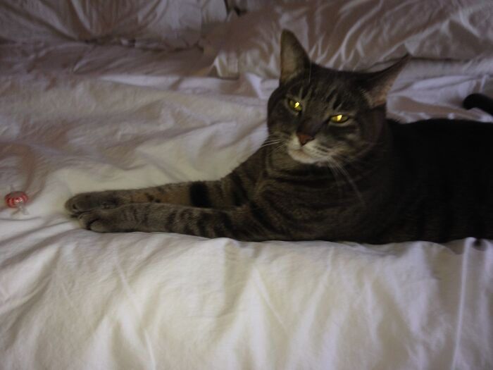 Hey Pandas, Post The Best Pic Of Your Pet (Closed)