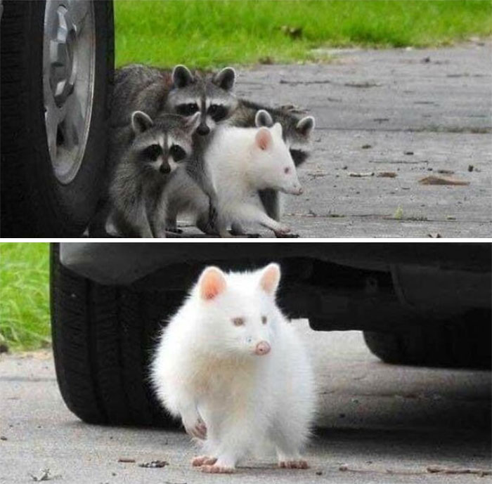 50 Times People Spotted Things In Very Unusual Colors And Just Had To Document It For Everyone To See 50 Times People Spotted Things In Very Unusual Colors And Just Had To Document It For Everyone To See