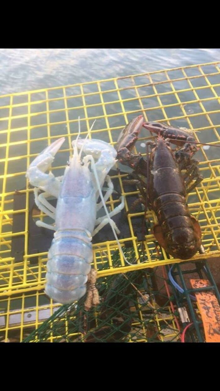 50 Times People Spotted Things In Very Unusual Colors And Just Had To Document It For Everyone To See 50 Times People Spotted Things In Very Unusual Colors And Just Had To Document It For Everyone To See