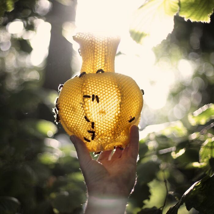 60,000 Bees Helped Create This Honeycomb Nefertiti Statue 60,000 Bees Helped Create This Honeycomb Nefertiti Statue