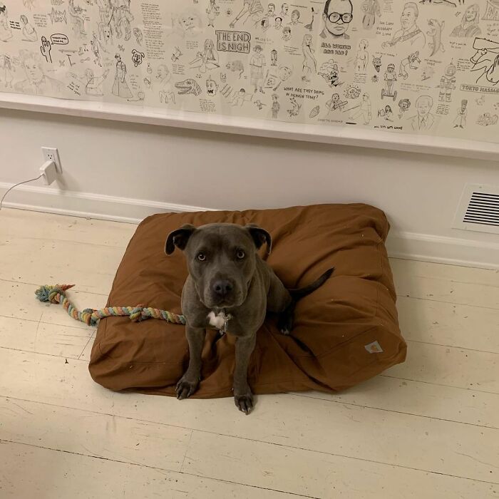 Actor Jonah Hill Expresses His Joy After Adopting A 3-Year-Old Doggy, Gets Praised by 336K People On Instagram