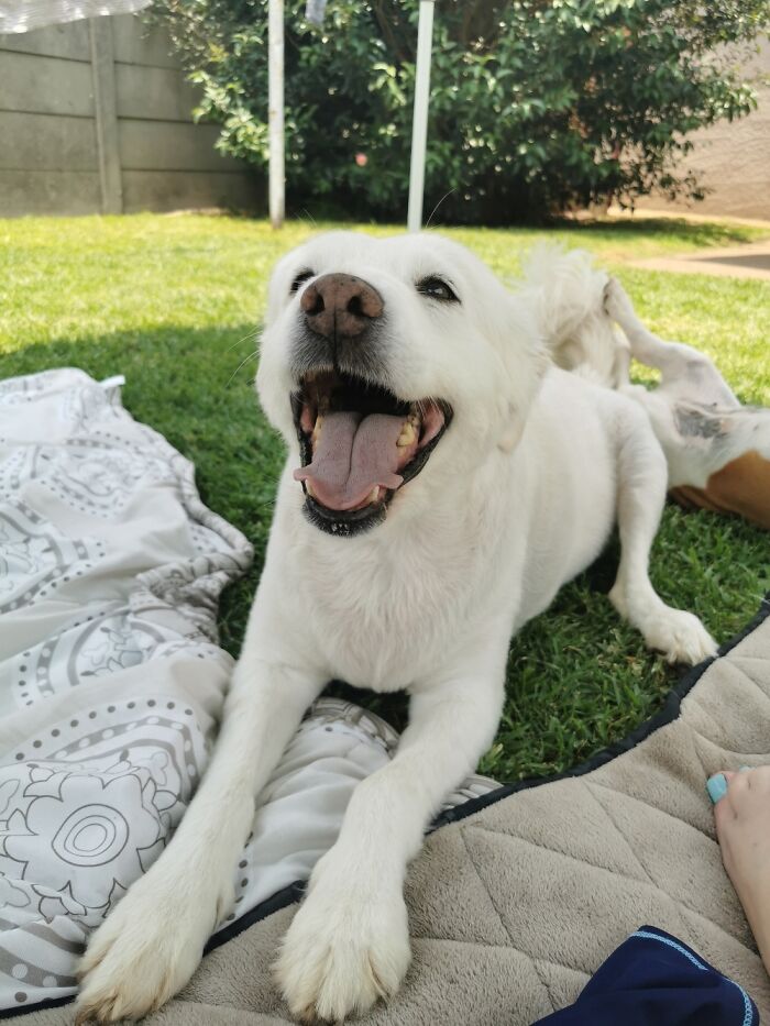 Hey Pandas, Share A Picture That Shows Pure Happiness (Closed) Hey Pandas, Share A Picture That Shows Pure Happiness (Closed)