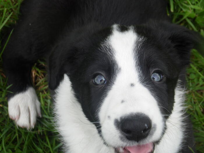 Hey Pandas, Share A Picture That Shows Pure Happiness (Closed) Hey Pandas, Share A Picture That Shows Pure Happiness (Closed)