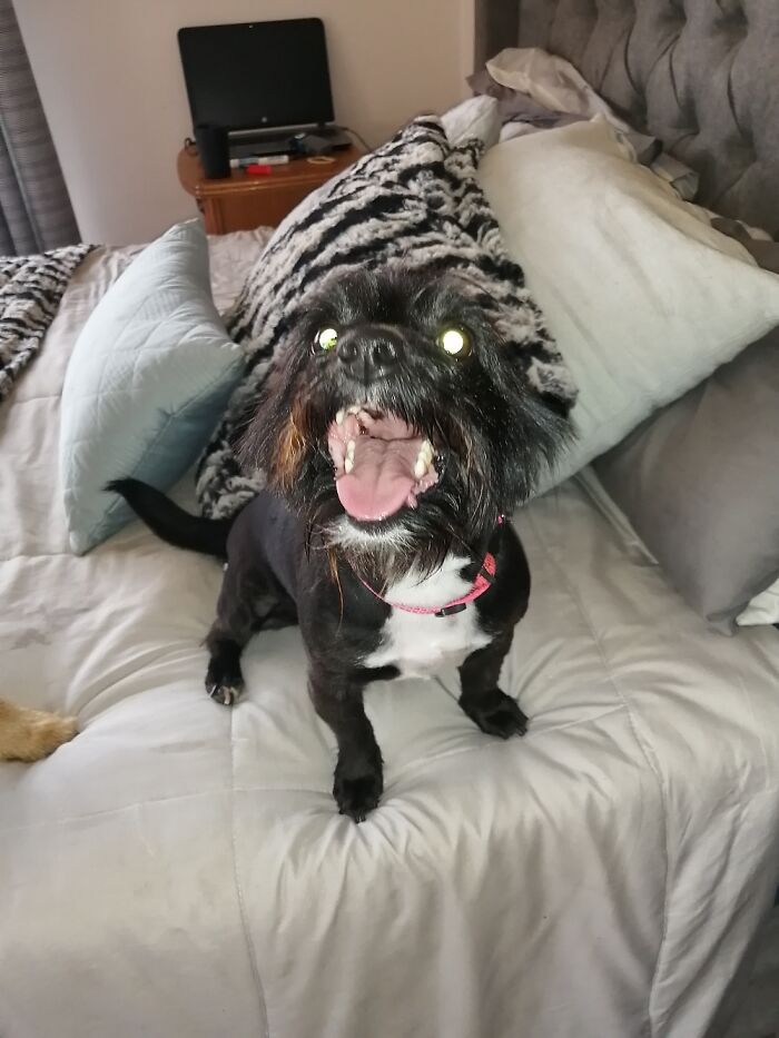 Hey Pandas, Share A Picture That Shows Pure Happiness (Closed) Hey Pandas, Share A Picture That Shows Pure Happiness (Closed)