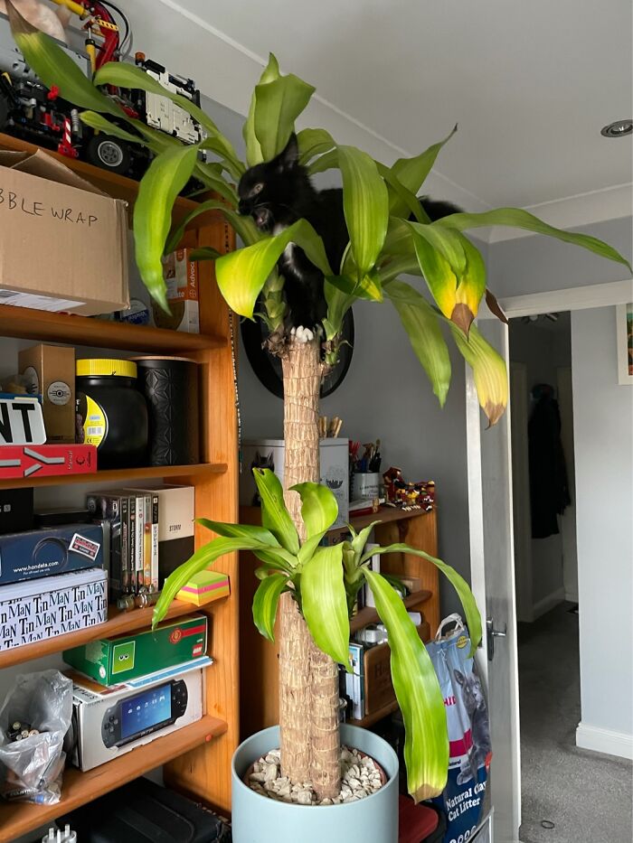 Hey Pandas, Share A Picture That Shows Pure Happiness (Closed) Hey Pandas, Share A Picture That Shows Pure Happiness (Closed)