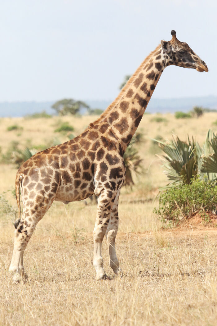 For The First Time Ever, Scientists Discover Dwarf Giraffes Standing At Just 9 Ft In Namibia And Uganda For The First Time Ever, Scientists Discover Dwarf Giraffes Standing At Just 9 Ft In Namibia And Uganda
