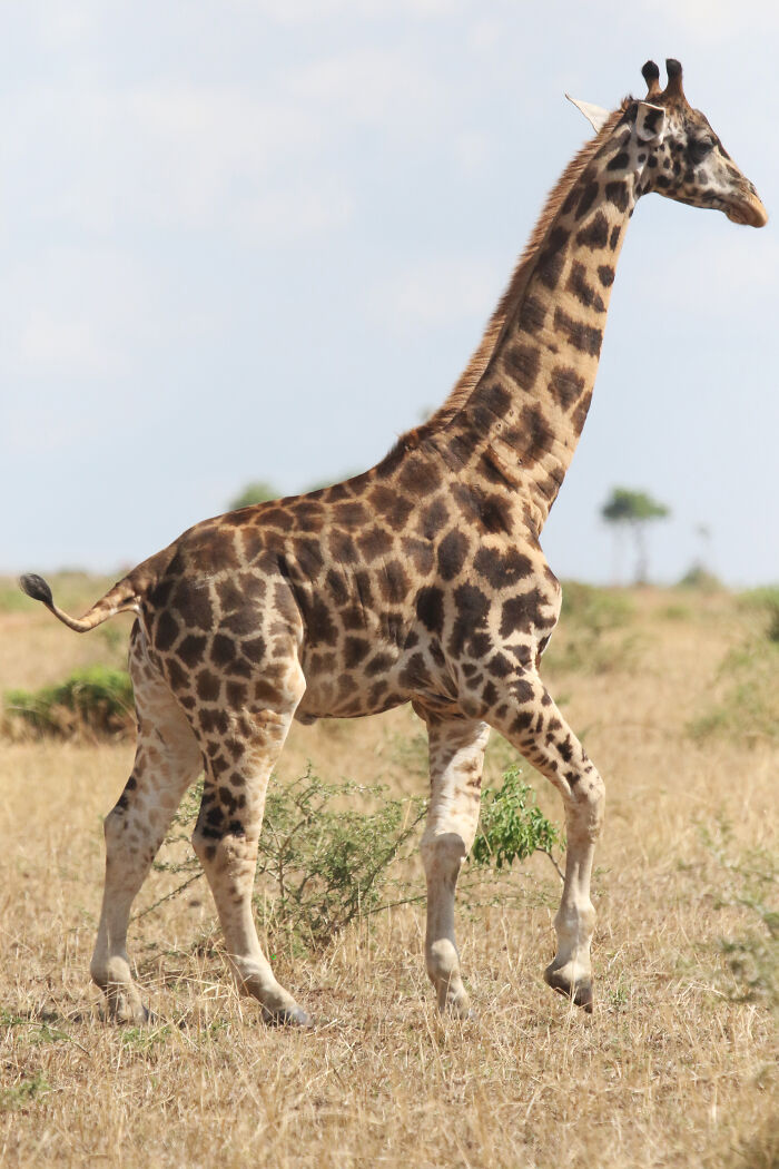 For The First Time Ever, Scientists Discover Dwarf Giraffes Standing At Just 9 Ft In Namibia And Uganda For The First Time Ever, Scientists Discover Dwarf Giraffes Standing At Just 9 Ft In Namibia And Uganda