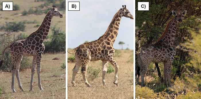 For The First Time Ever, Scientists Discover Dwarf Giraffes Standing At Just 9 Ft In Namibia And Uganda For The First Time Ever, Scientists Discover Dwarf Giraffes Standing At Just 9 Ft In Namibia And Uganda