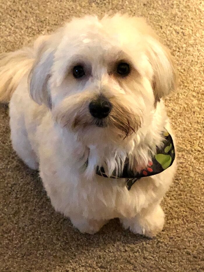 Hey Pandas, Use Your Phone And Take A Picture That Looks Professional (Closed) Hey Pandas, Use Your Phone And Take A Picture That Looks Professional (Closed)