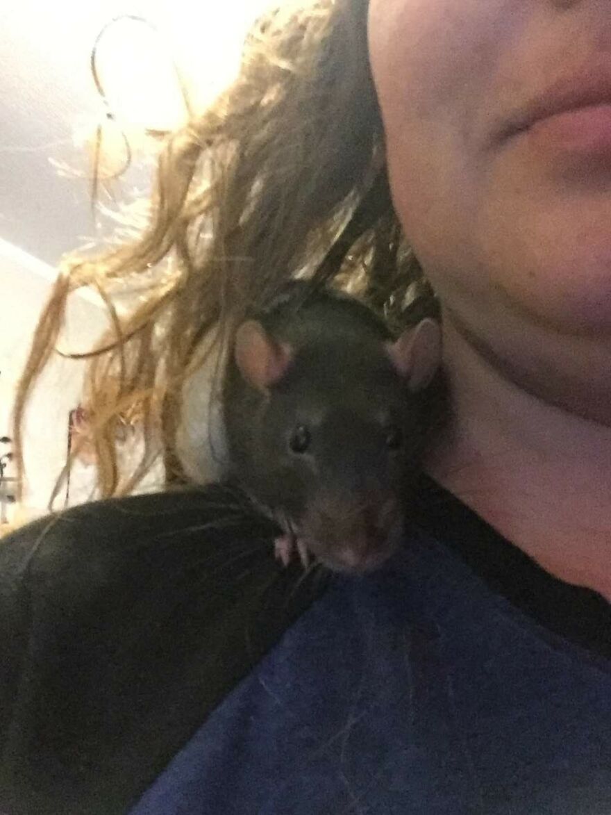 Hey Pandas, Are There Any Rat/Mouse Lovers Out There? Share Your Funny Pics Of Your Pet (Closed)