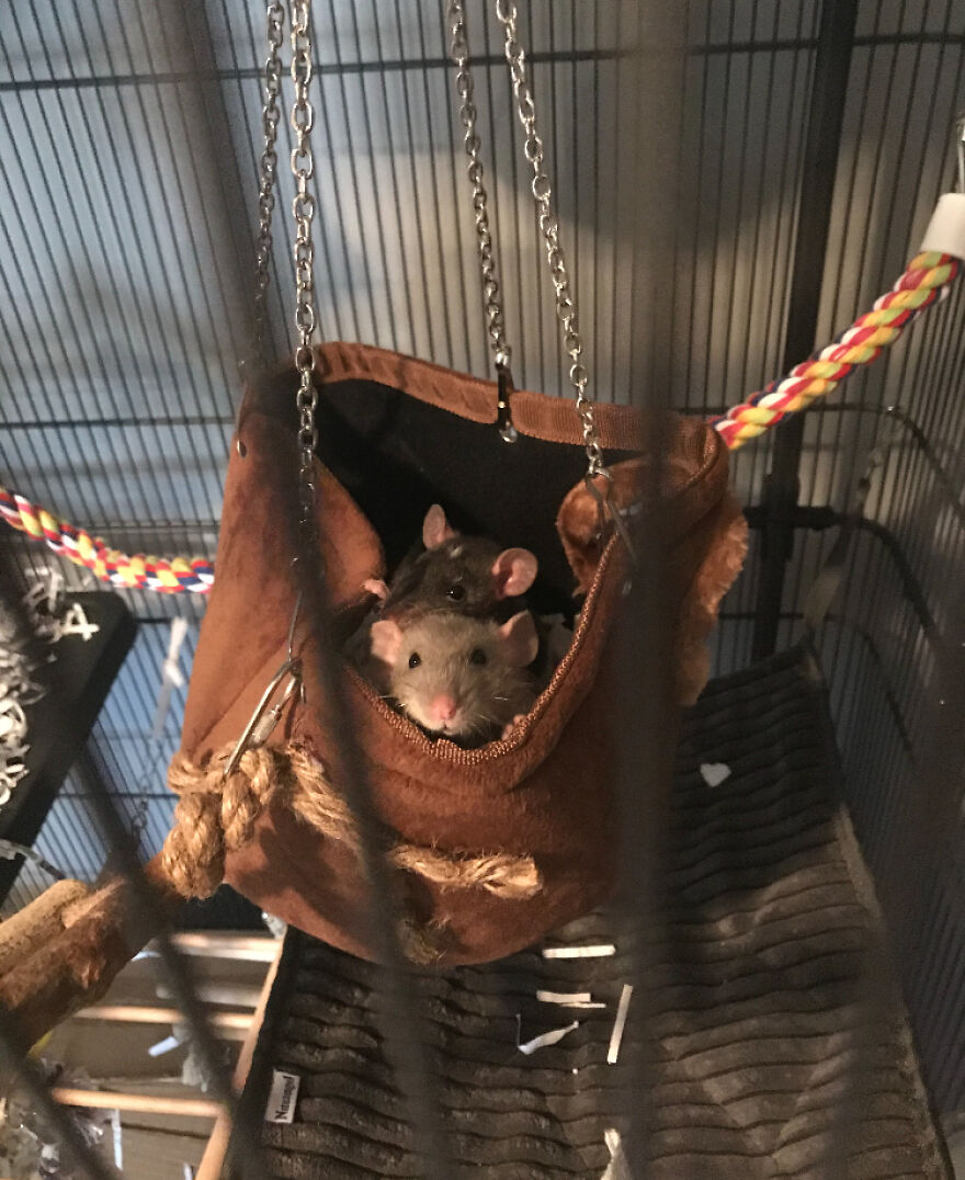 Hey Pandas, Are There Any Rat/Mouse Lovers Out There? Share Your Funny Pics Of Your Pet (Closed) Hey Pandas, Are There Any Rat/Mouse Lovers Out There? Share Your Funny Pics Of Your Pet (Closed)