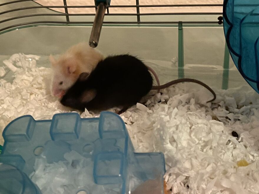 Hey Pandas, Are There Any Rat/Mouse Lovers Out There? Share Your Funny Pics Of Your Pet (Closed) Hey Pandas, Are There Any Rat/Mouse Lovers Out There? Share Your Funny Pics Of Your Pet (Closed)
