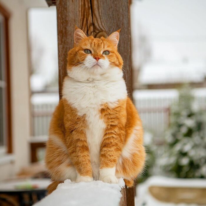 This Happy Chonk From Russia Loves Snow, And His Photos Are Adorable (27 Pics) This Happy Chonk From Russia Loves Snow, And His Photos Are Adorable (27 Pics)