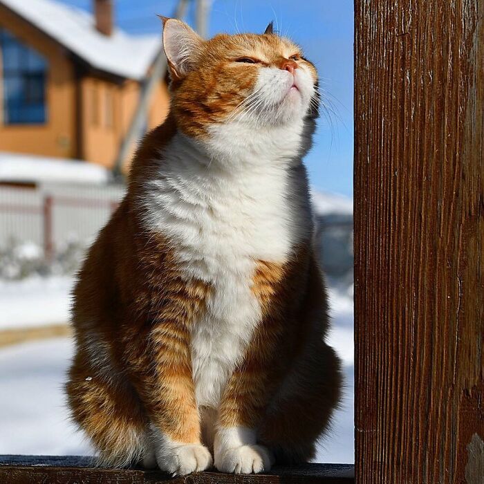 This Happy Chonk From Russia Loves Snow, And His Photos Are Adorable (27 Pics) This Happy Chonk From Russia Loves Snow, And His Photos Are Adorable (27 Pics)