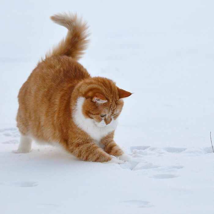 This Happy Chonk From Russia Loves Snow, And His Photos Are Adorable (27 Pics) This Happy Chonk From Russia Loves Snow, And His Photos Are Adorable (27 Pics)