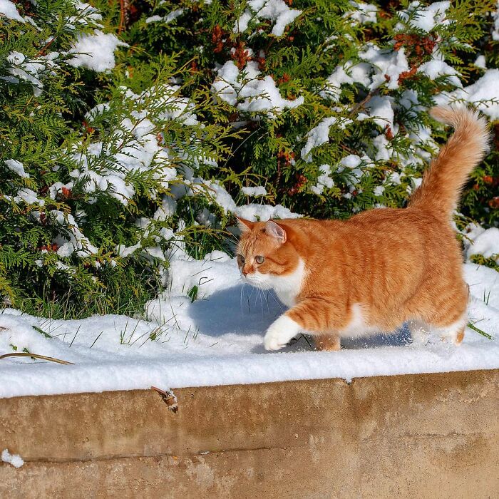 This Happy Chonk From Russia Loves Snow, And His Photos Are Adorable (27 Pics) This Happy Chonk From Russia Loves Snow, And His Photos Are Adorable (27 Pics)