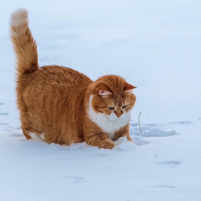This Happy Chonk From Russia Loves Snow, And His Photos Are Adorable (27 Pics) This Happy Chonk From Russia Loves Snow, And His Photos Are Adorable (27 Pics)