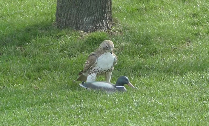 Hawk Is Completely Confused As To Why This “Duck” Isn’t Responding To Its Threats Hawk Is Completely Confused As To Why This “Duck” Isn’t Responding To Its Threats
