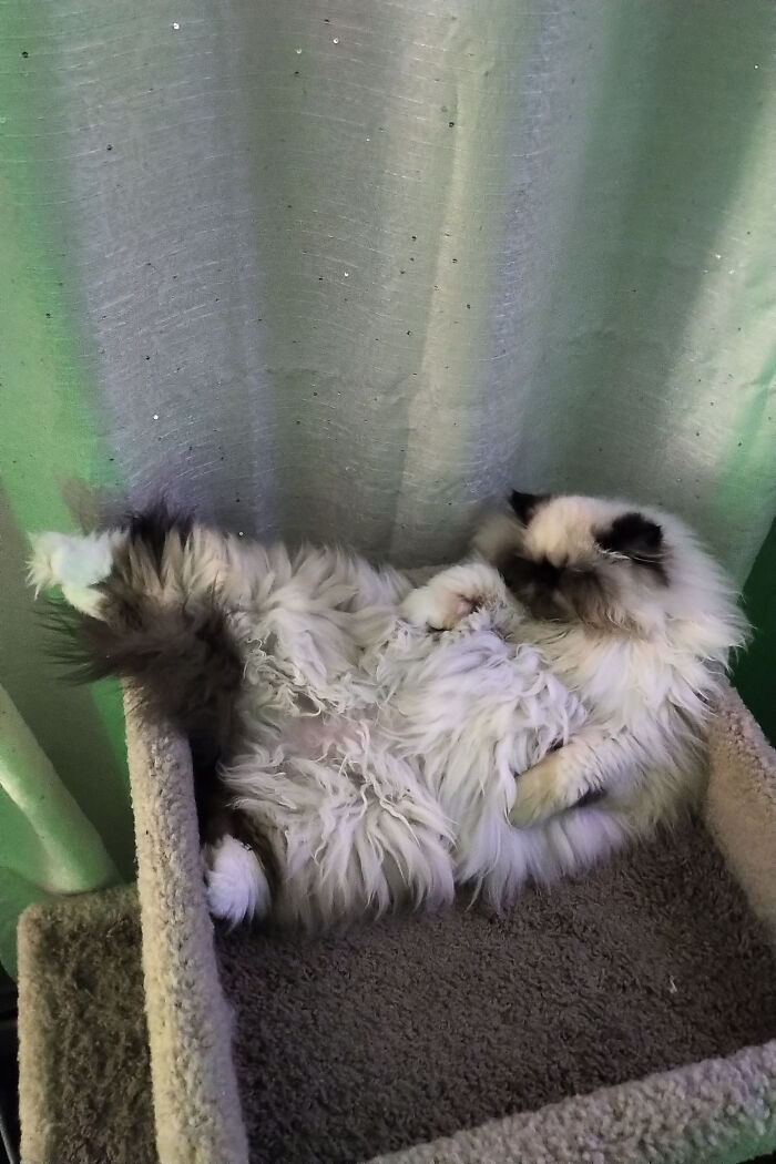 Hey Pandas, Capture A Picture Of Your Pet Sleeping (Closed) Hey Pandas, Capture A Picture Of Your Pet Sleeping (Closed)