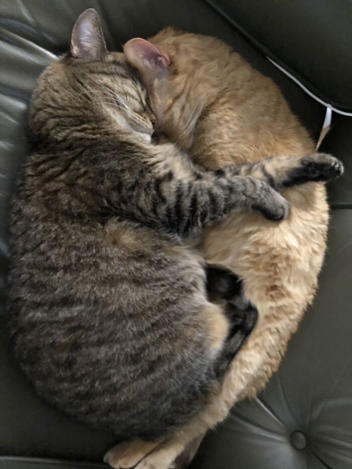 Hey Pandas, Capture A Picture Of Your Pet Sleeping (Closed) Hey Pandas, Capture A Picture Of Your Pet Sleeping (Closed)