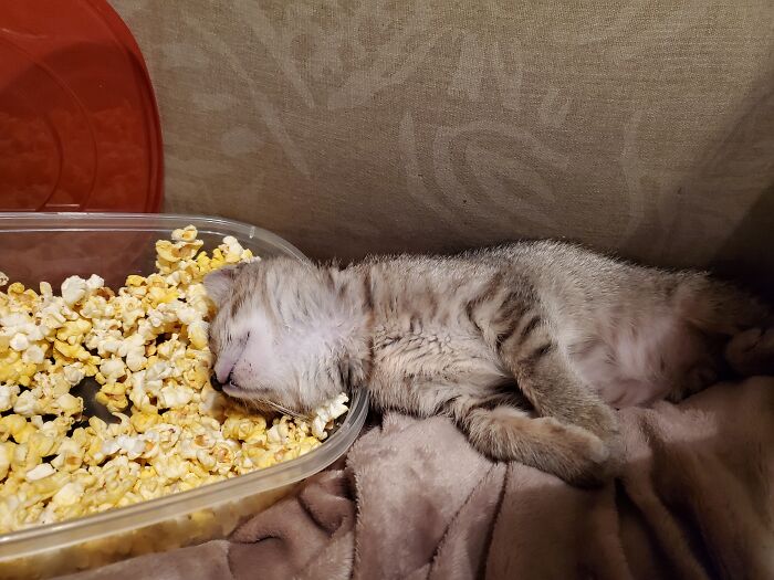 Hey Pandas, Capture A Picture Of Your Pet Sleeping (Closed) Hey Pandas, Capture A Picture Of Your Pet Sleeping (Closed)