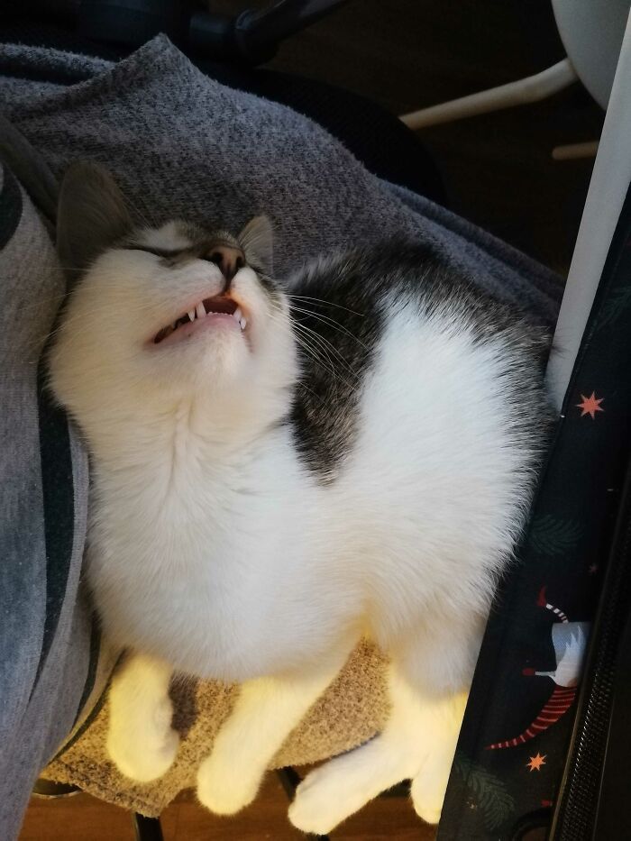 Hey Pandas, Capture A Picture Of Your Pet Sleeping (Closed) Hey Pandas, Capture A Picture Of Your Pet Sleeping (Closed)