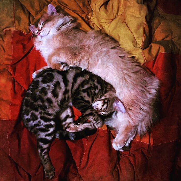 Hey Pandas, Capture A Picture Of Your Pet Sleeping (Closed) Hey Pandas, Capture A Picture Of Your Pet Sleeping (Closed)