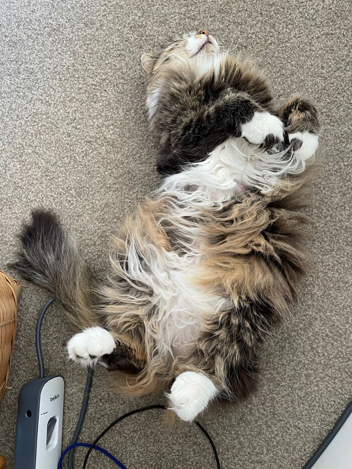 Hey Pandas, Capture A Picture Of Your Pet Sleeping (Closed) Hey Pandas, Capture A Picture Of Your Pet Sleeping (Closed)