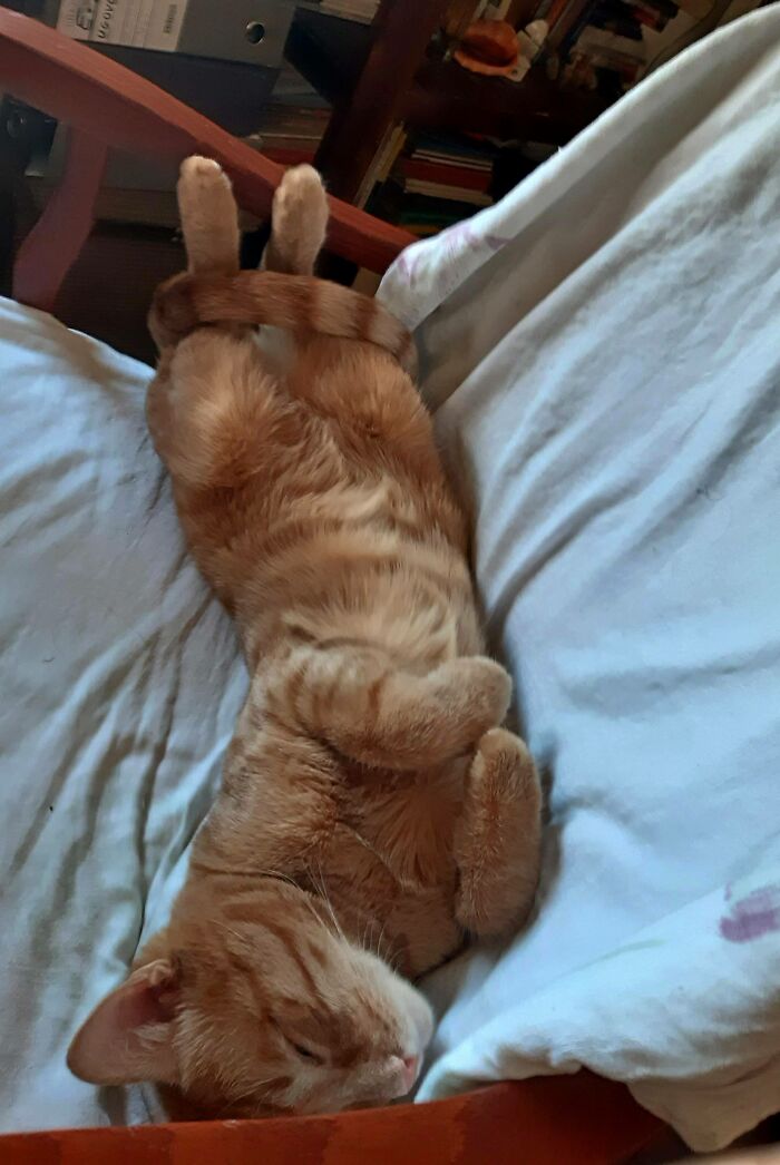 Hey Pandas, Capture A Picture Of Your Pet Sleeping (Closed) Hey Pandas, Capture A Picture Of Your Pet Sleeping (Closed)